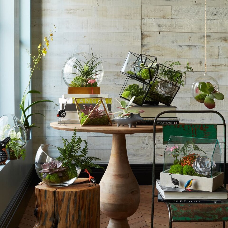 Faceted Terrariums West Elm Australia