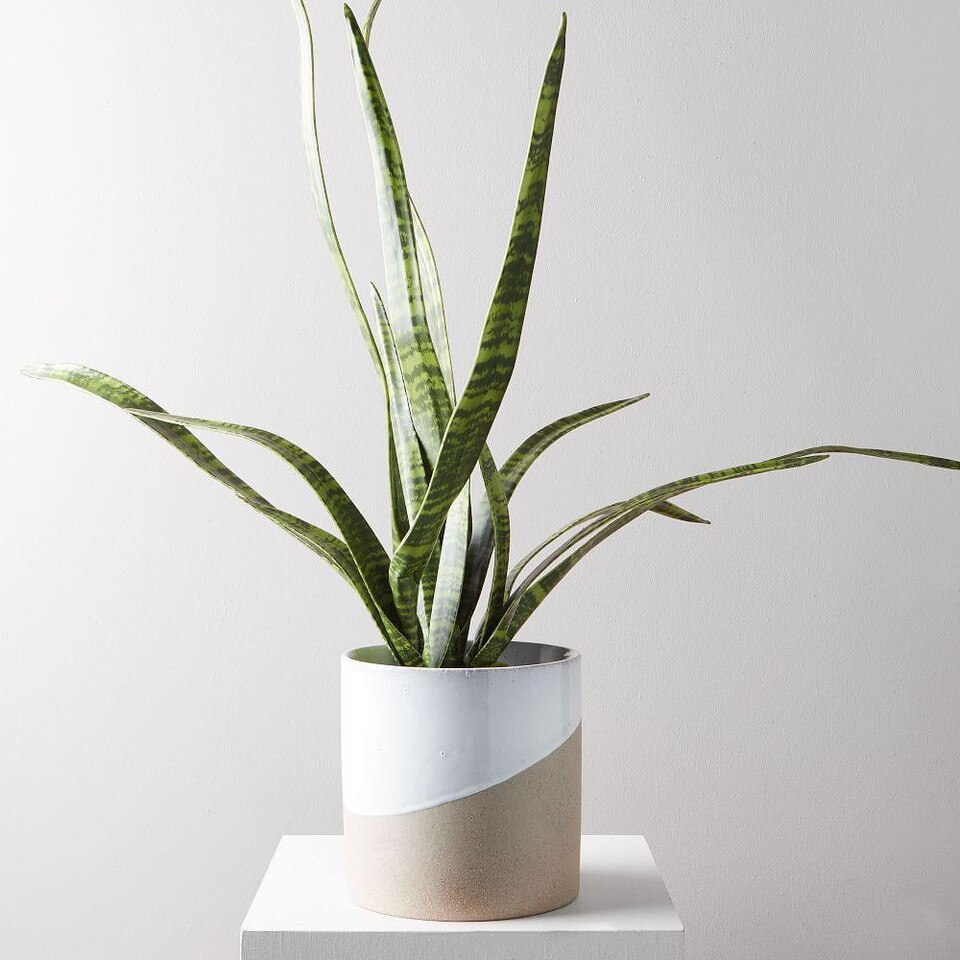 Faux Potted Snake Plant west elm Australia
