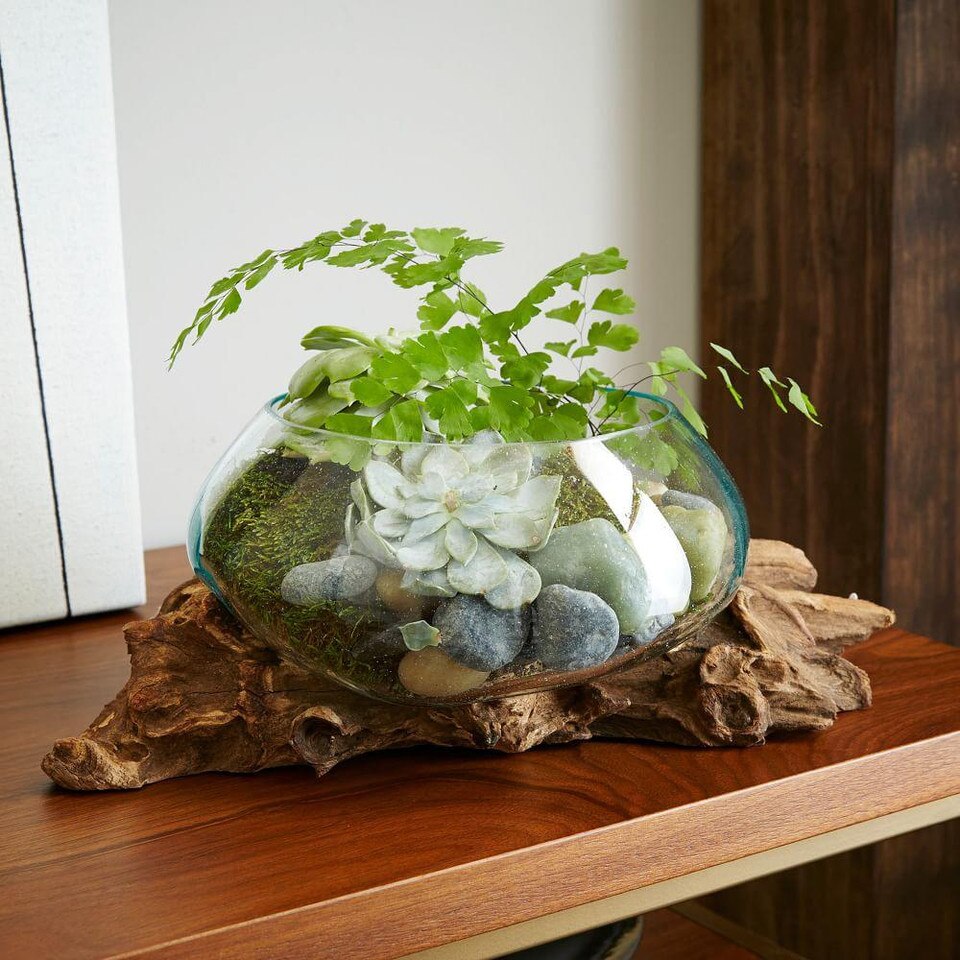 Wood + Glass Terrariums west elm Australia