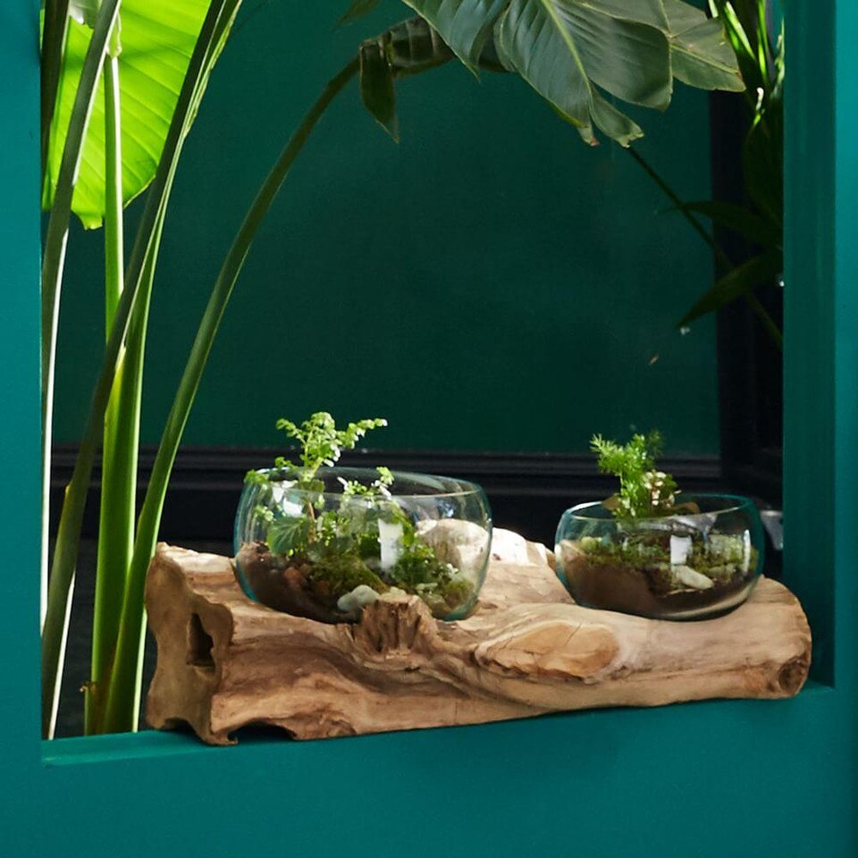 Wood + Glass Terrariums west elm Australia