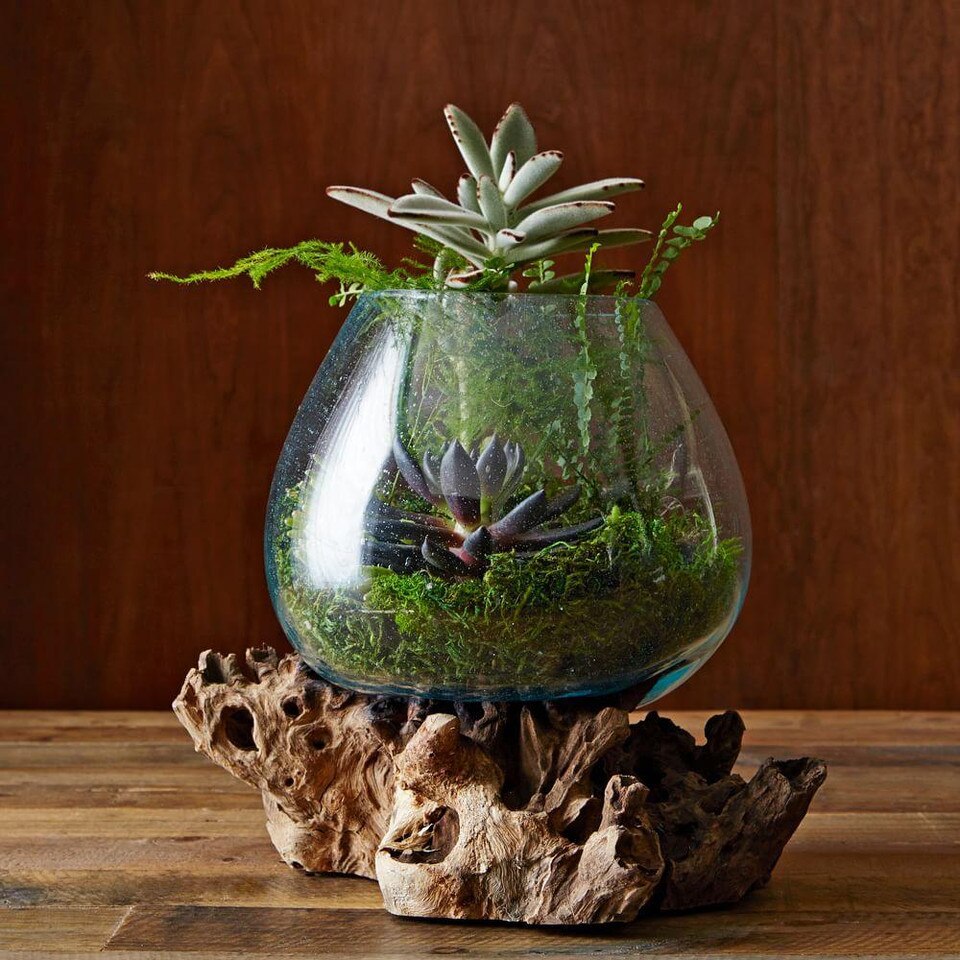 Wood + Glass Terrariums
